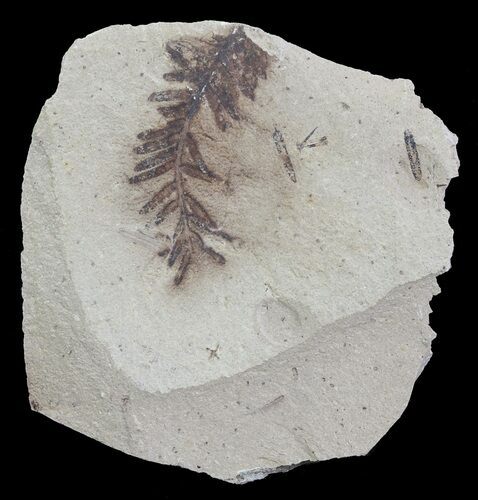 Metasequoia (Dawn Redwood) Fossil - Montana #62297